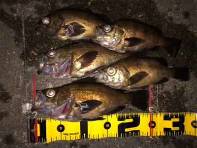 テトラランガンメバリング