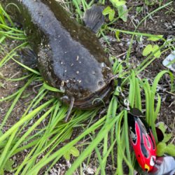 夕まづめナマズ釣り