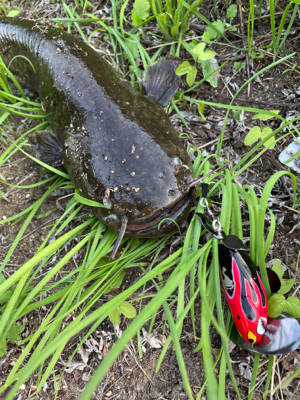 夕まづめナマズ釣り