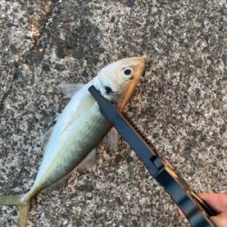 エギングのはずが