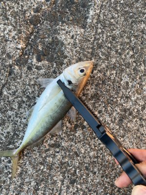 エギングのはずが