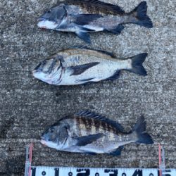 潮周り良好も3枚のみ