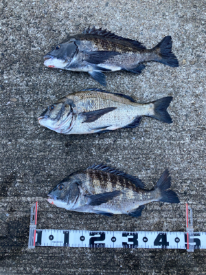 潮周り良好も3枚のみ