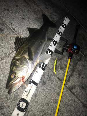 シーバス５６cm