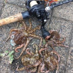 ギックリ腰なのでタコ散歩。。。