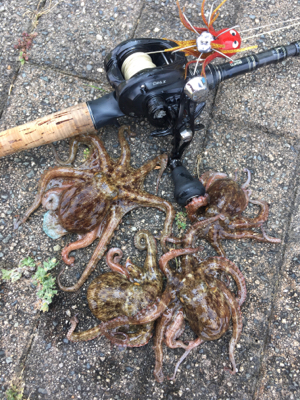 ギックリ腰なのでタコ散歩。。。