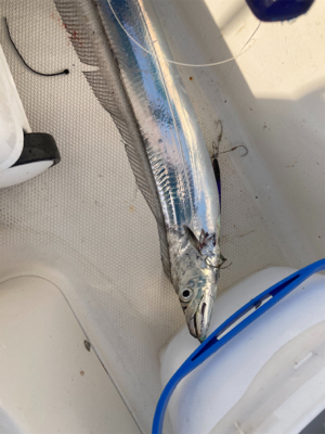 太刀魚ジギング