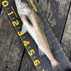 久しぶりに釣りに行きました