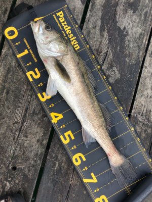 久しぶりに釣りに行きました