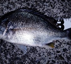 ゴンゴンブルブル