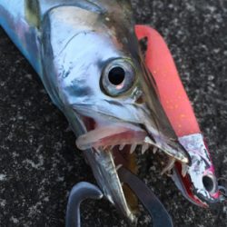 青物不在の太刀魚