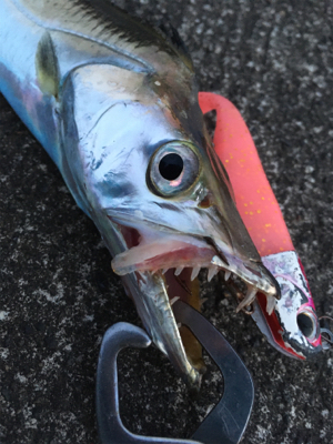 青物不在の太刀魚