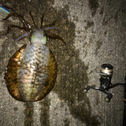 ナイトエギング