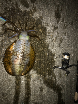 ナイトエギング