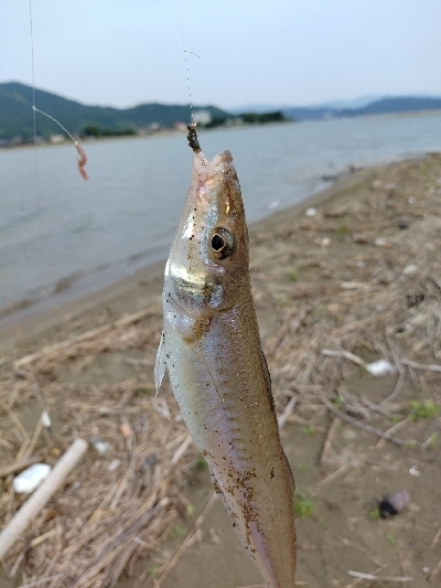 由良川河口 キス釣り