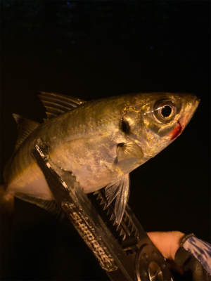 アジング の練習