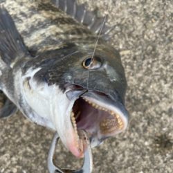 スライダーでチヌ