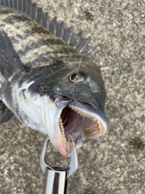 スライダーでチヌ