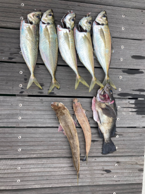 オフショアジギングでメバル？