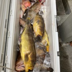 タイラバでオオモンとアオハタ