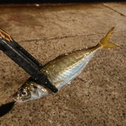 久しぶりのアジング