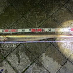 まさかの大物が❗️❗️