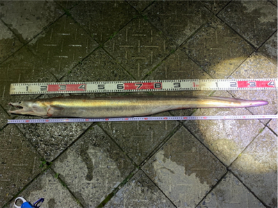 まさかの大物が❗️❗️