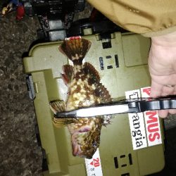 メバリング@泉南