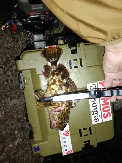 メバリング@泉南