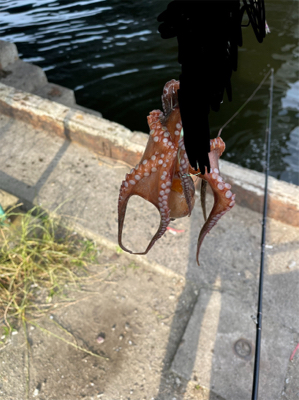 釣ったタコ触るの苦手