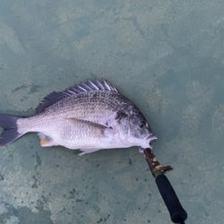 キビレが釣れました