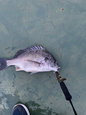 キビレが釣れました