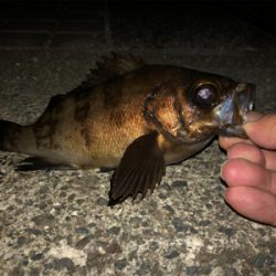 満月メバリング