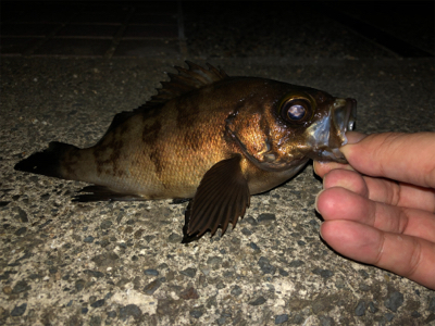 満月メバリング