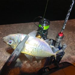 大阪湾奥アジング