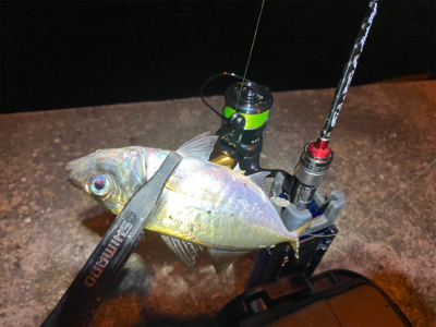 大阪湾奥アジング