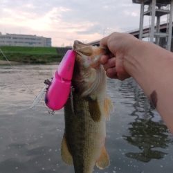 デカハネフィッシュ!