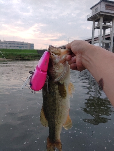 デカハネフィッシュ!