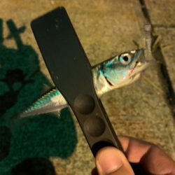 鯖の猛襲、メバル１匹