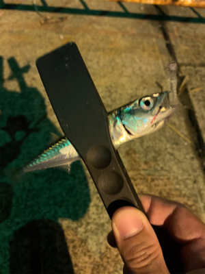 鯖の猛襲、メバル１匹