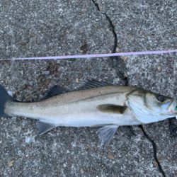 朝マヅメシーバス