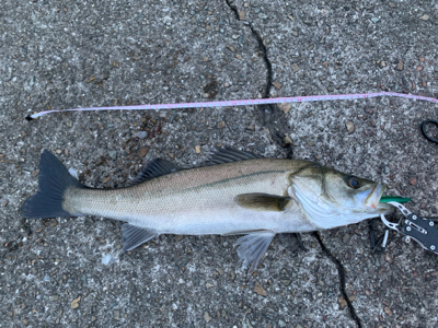 朝マヅメシーバス