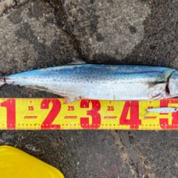 短い時合に何とかキャッチ