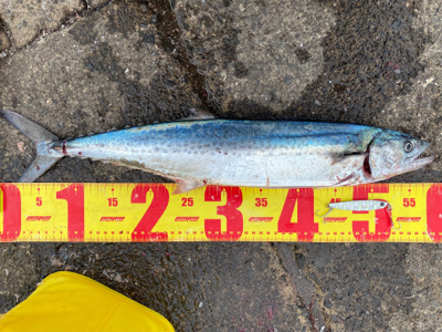 短い時合に何とかキャッチ