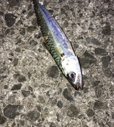 メバル狙いにいくが、アジが釣れた^ ^