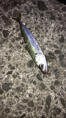 メバル狙いにいくが、アジが釣れた^ ^