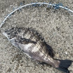 2日連続、落とし込み