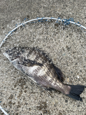 2日連続、落とし込み