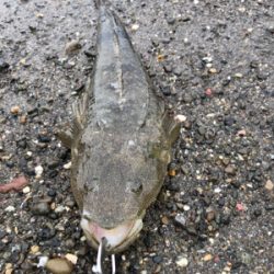 マゴチ 釣れました。