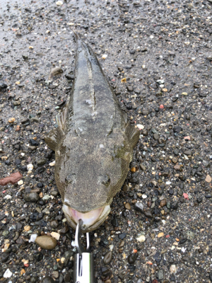 マゴチ 釣れました。